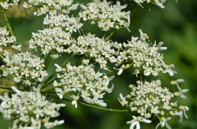 Heracleum sphondylium (Apiaceae)